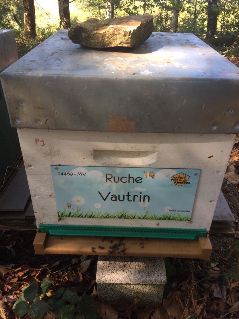 La ruche Vautrin