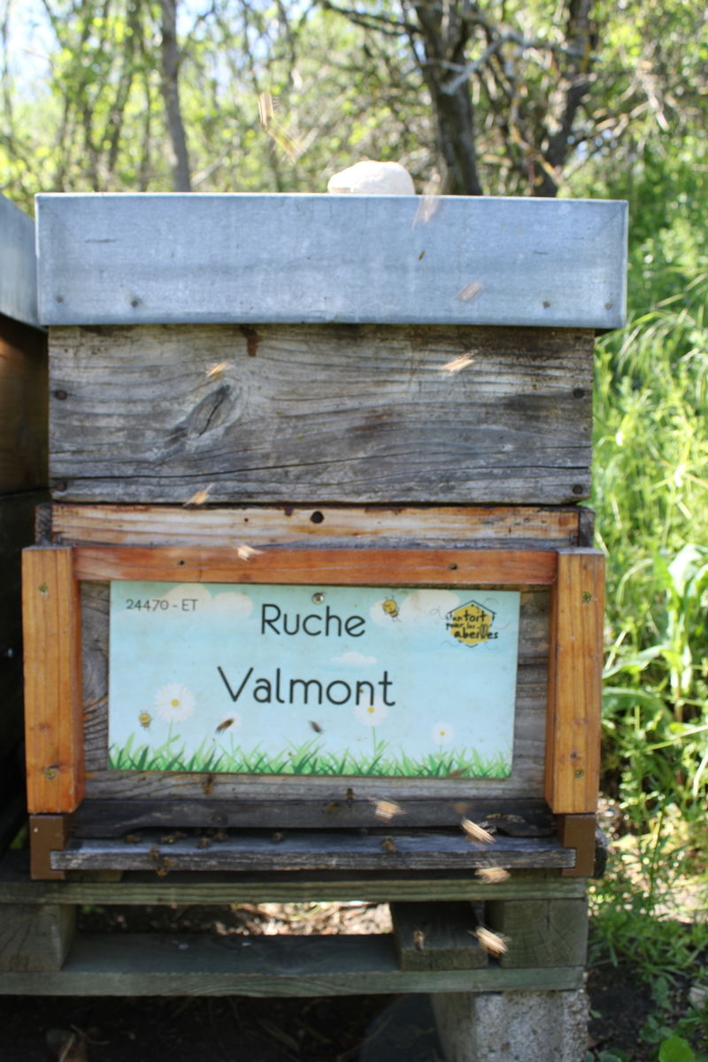 La ruche Valmont