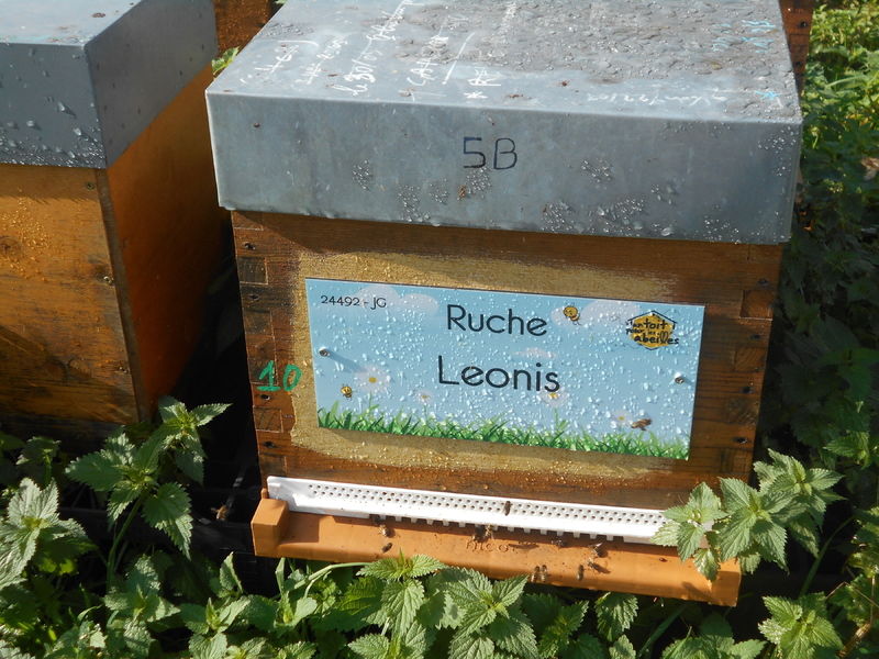 La ruche