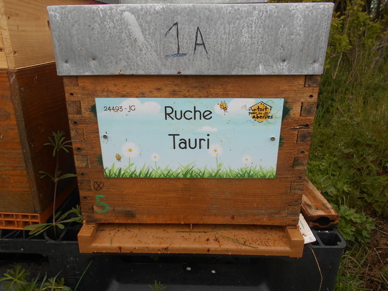 La ruche Tauri