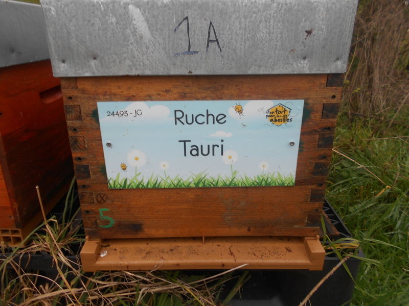 La ruche Tauri