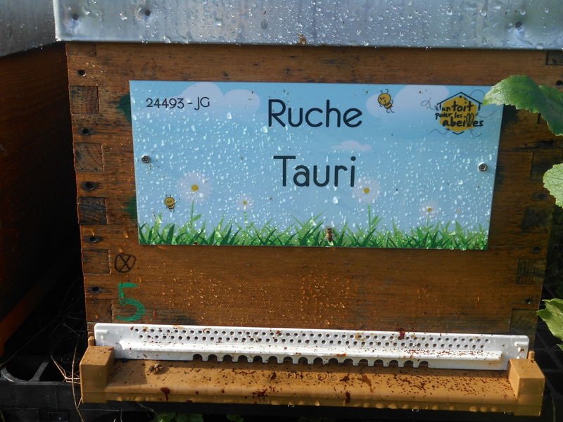 La ruche Tauri