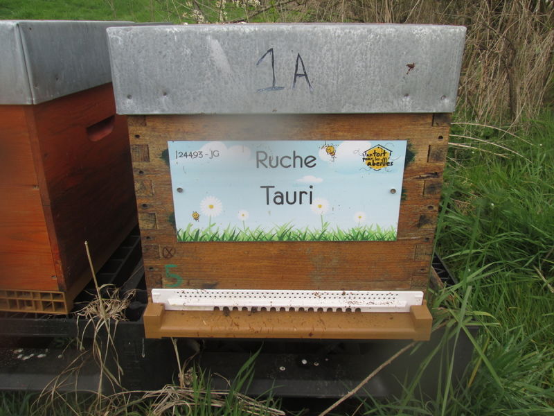 La ruche Tauri