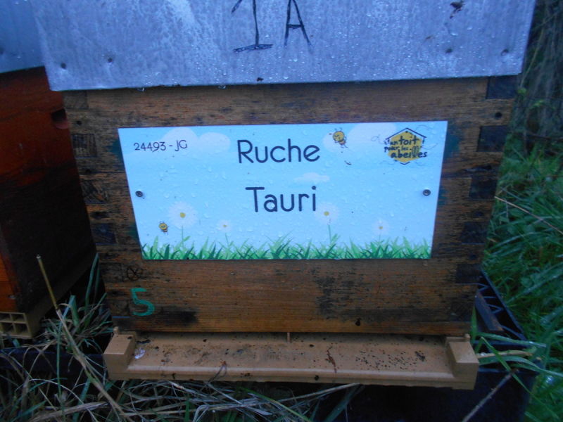 La ruche Tauri