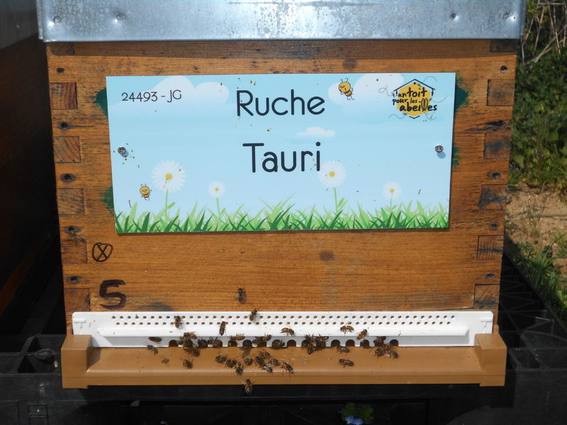 La ruche Tauri
