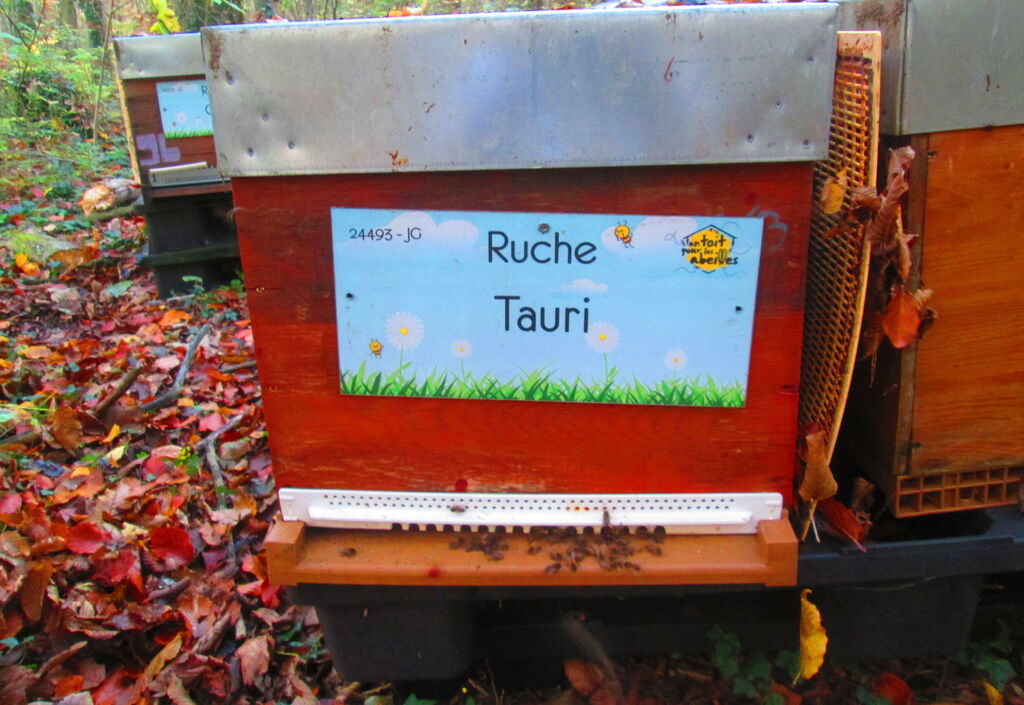 La ruche Tauri