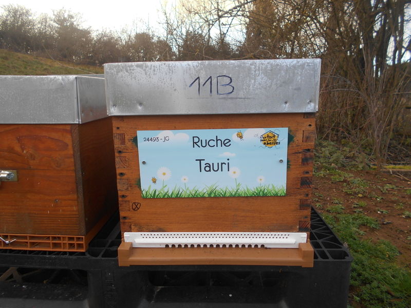 La ruche