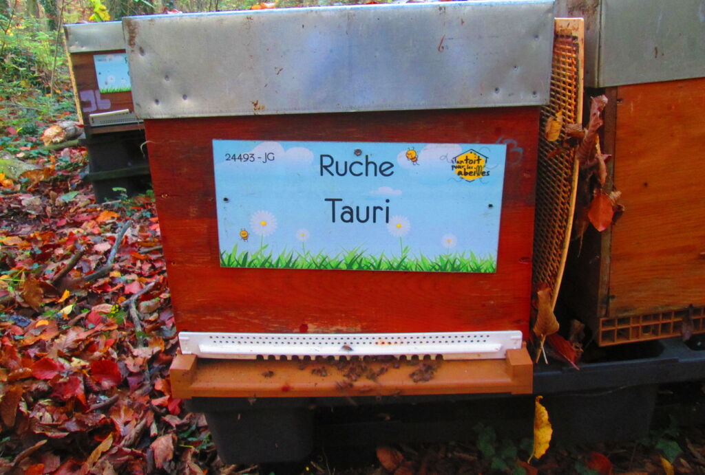 La ruche Tauri
