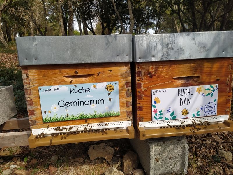 La ruche Geminorum
