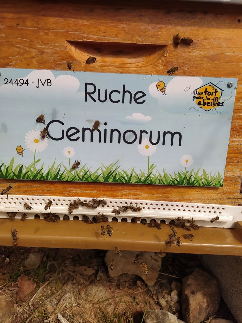 La ruche Geminorum
