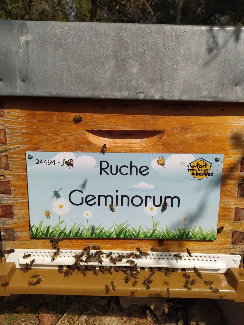 La ruche Geminorum