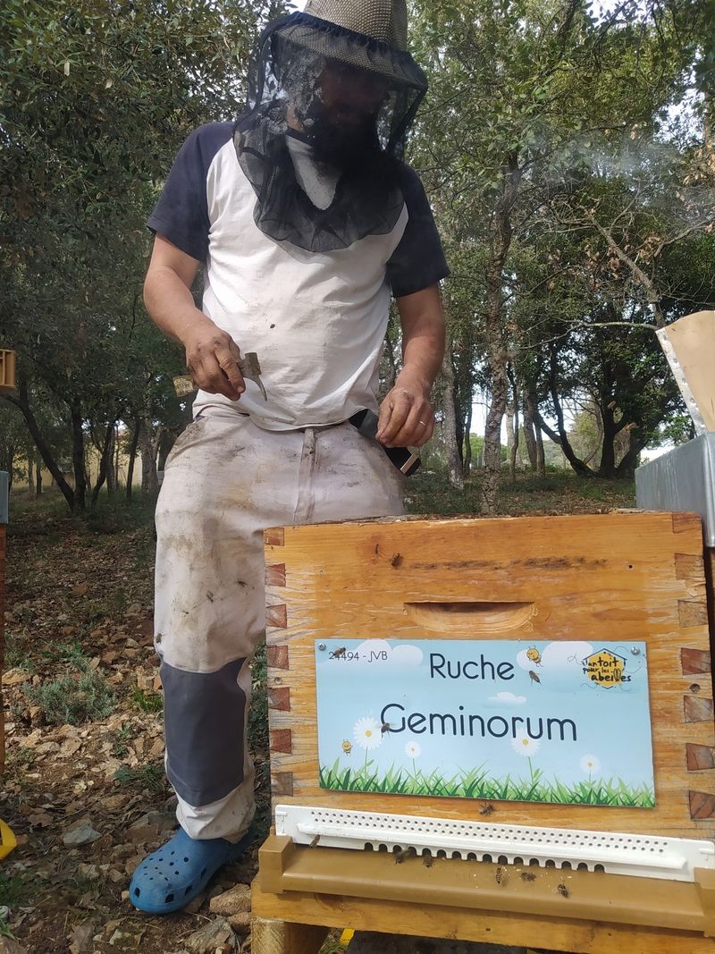 La ruche Geminorum