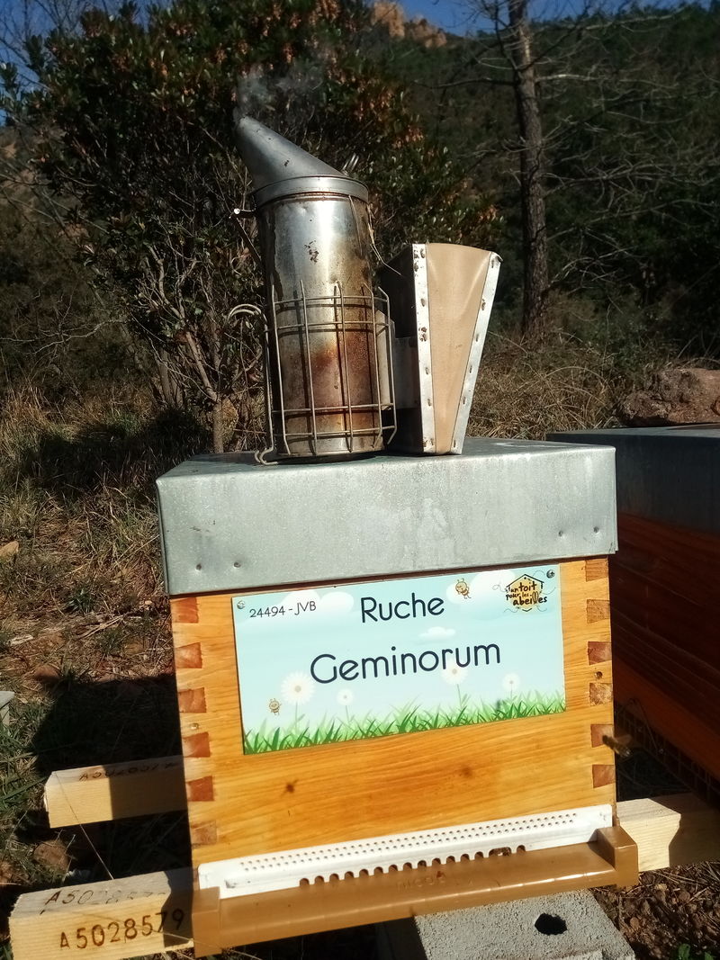 La ruche Geminorum