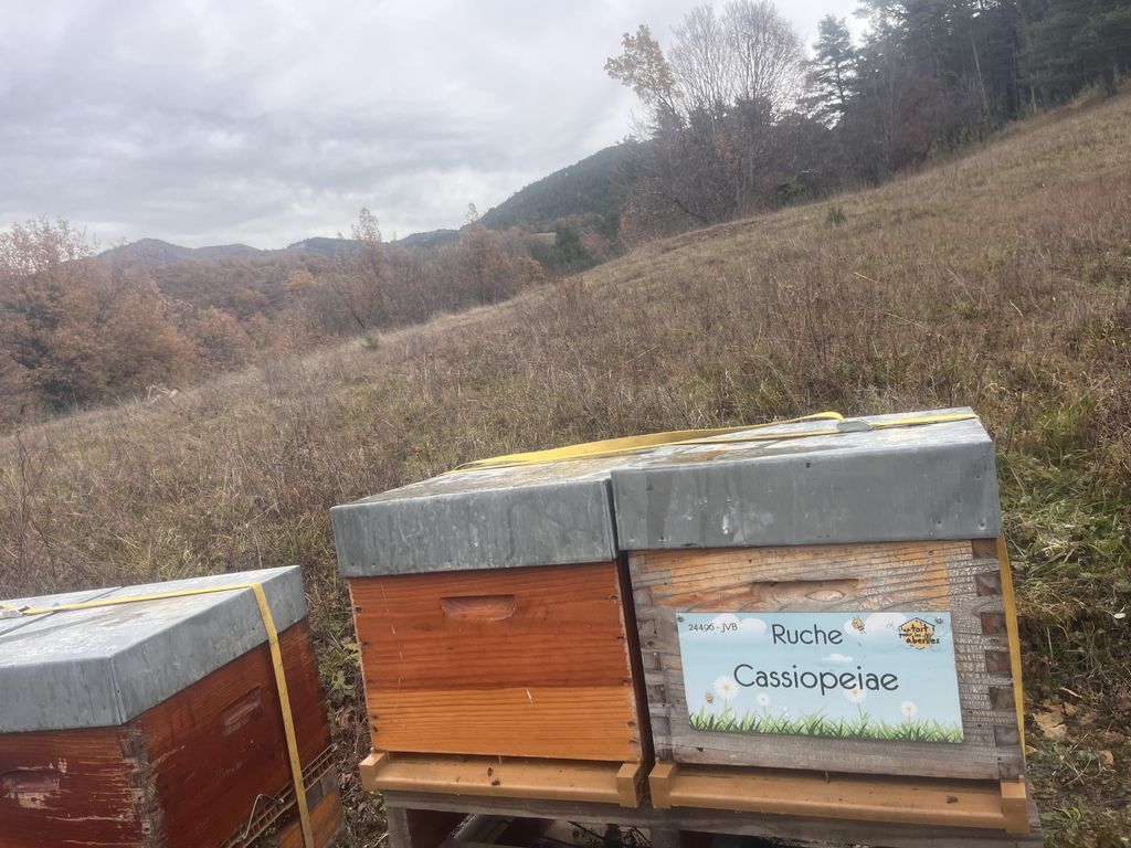 La ruche Cassiopeiae