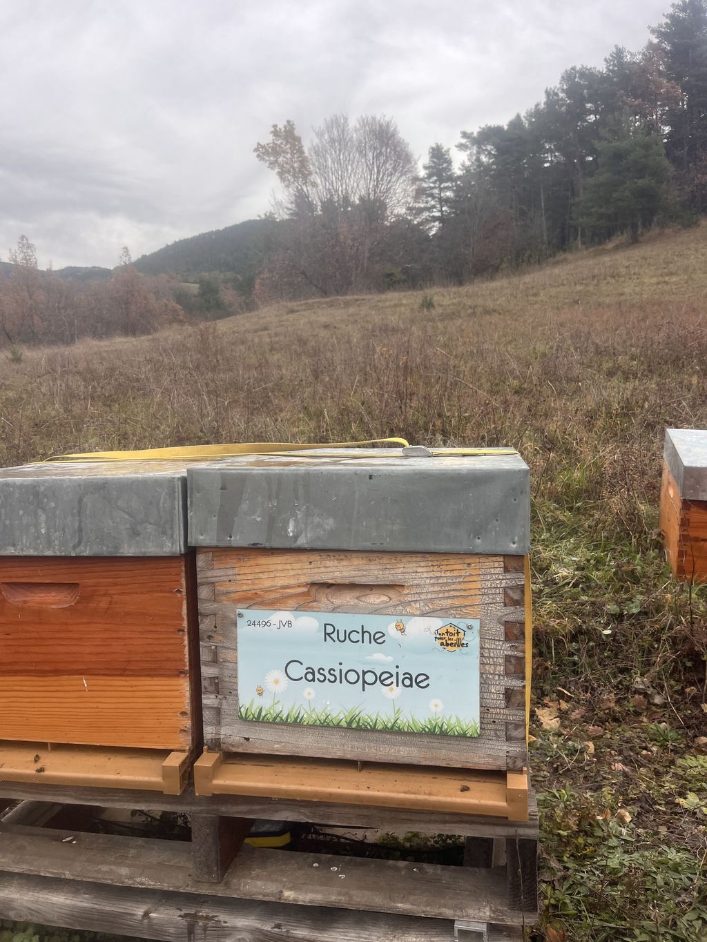 La ruche Cassiopeiae