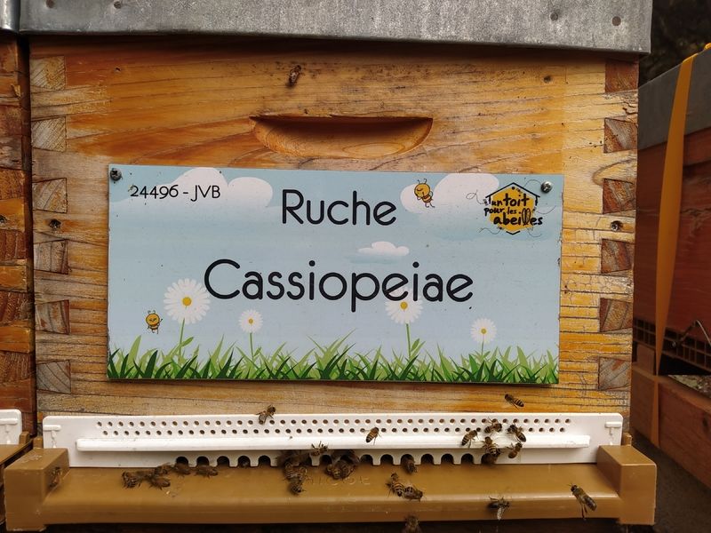 La ruche Cassiopeiae