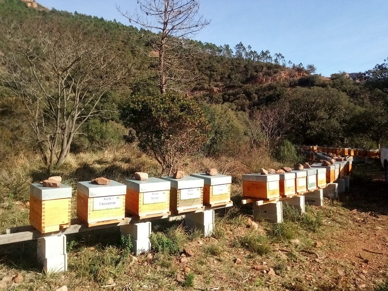 La ruche Cassiopeiae