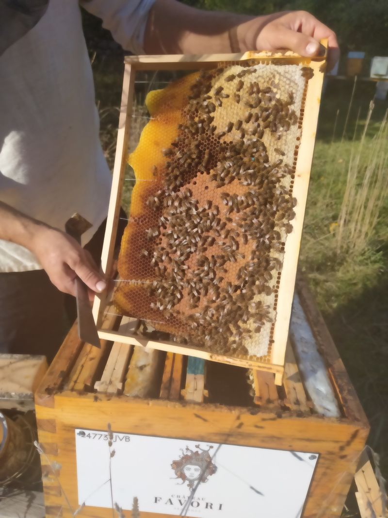 La ruche Cassiopeiae