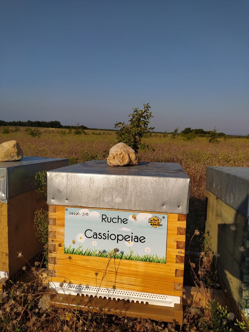 La ruche Cassiopeiae