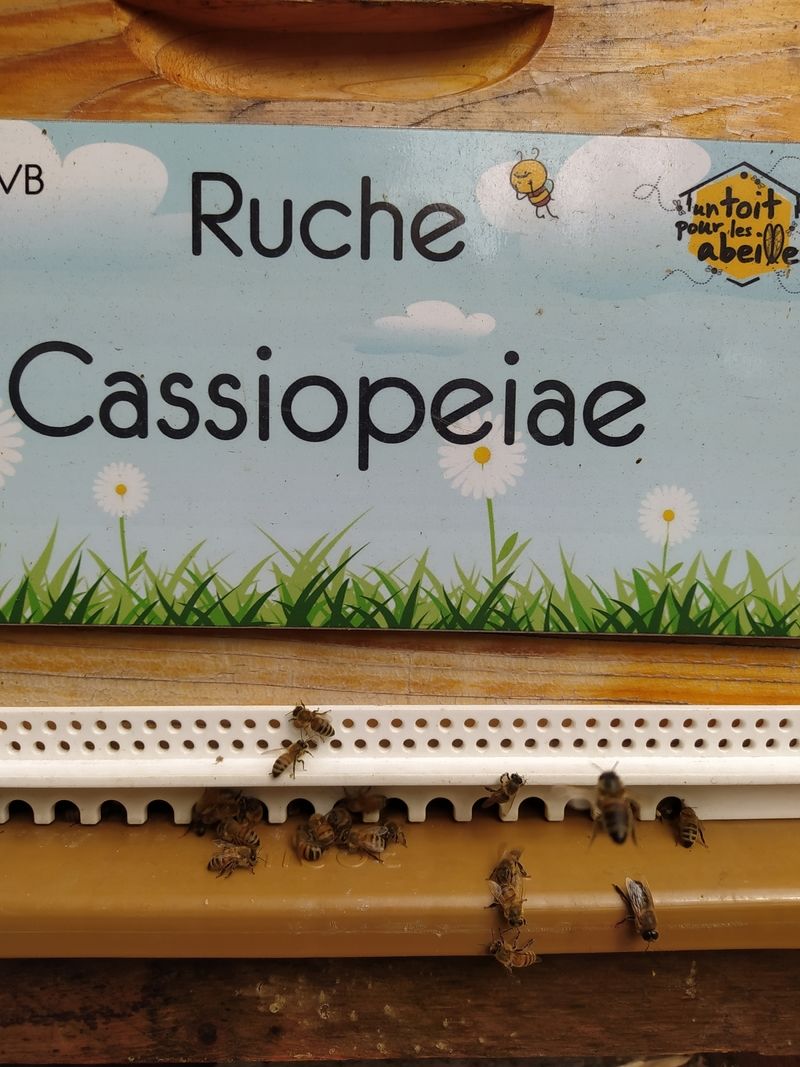 La ruche Cassiopeiae