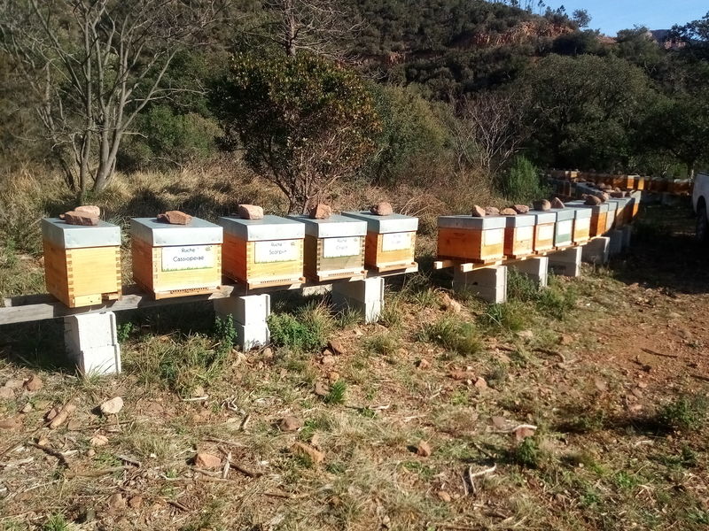 La ruche Cassiopeiae