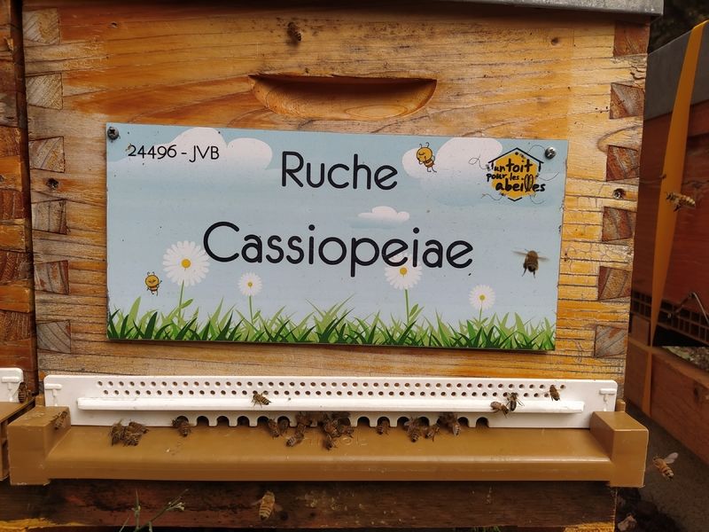 La ruche Cassiopeiae