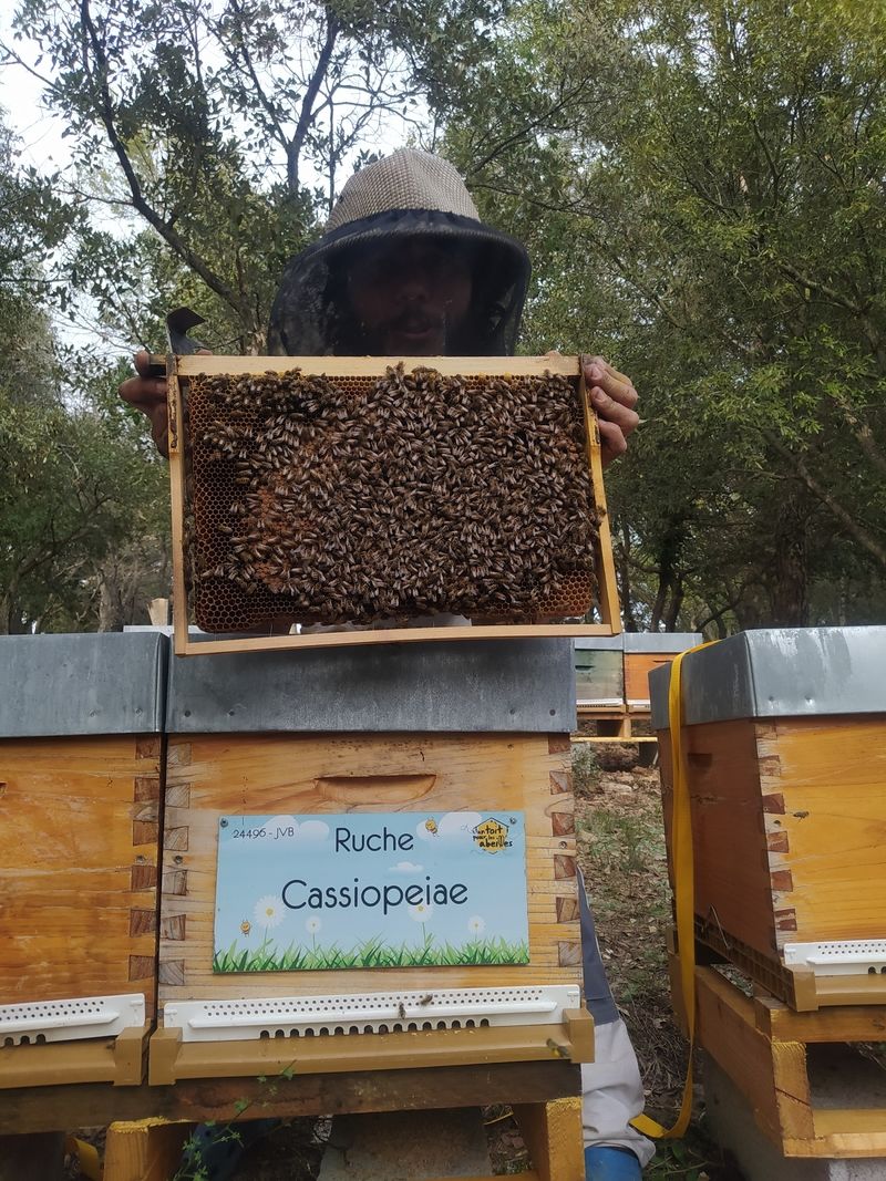 La ruche Cassiopeiae