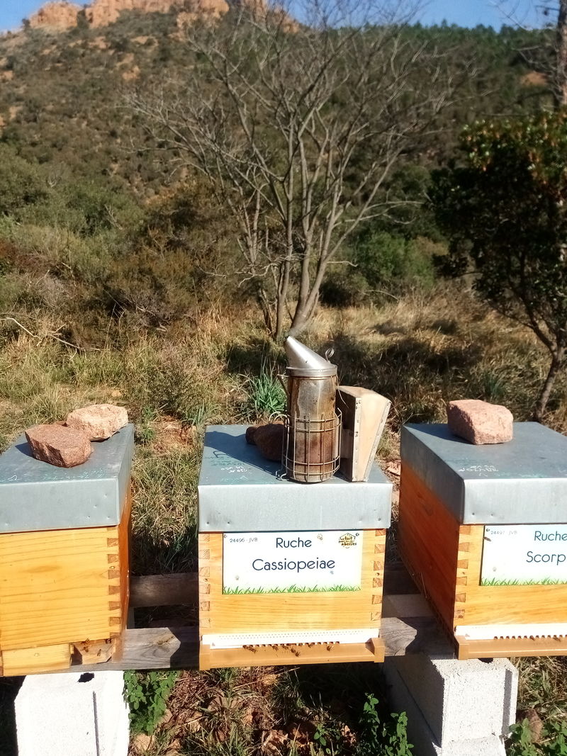 La ruche Cassiopeiae