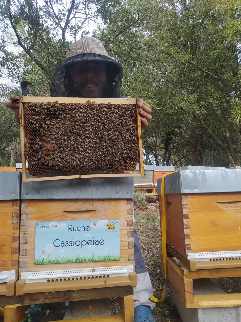 La ruche Cassiopeiae