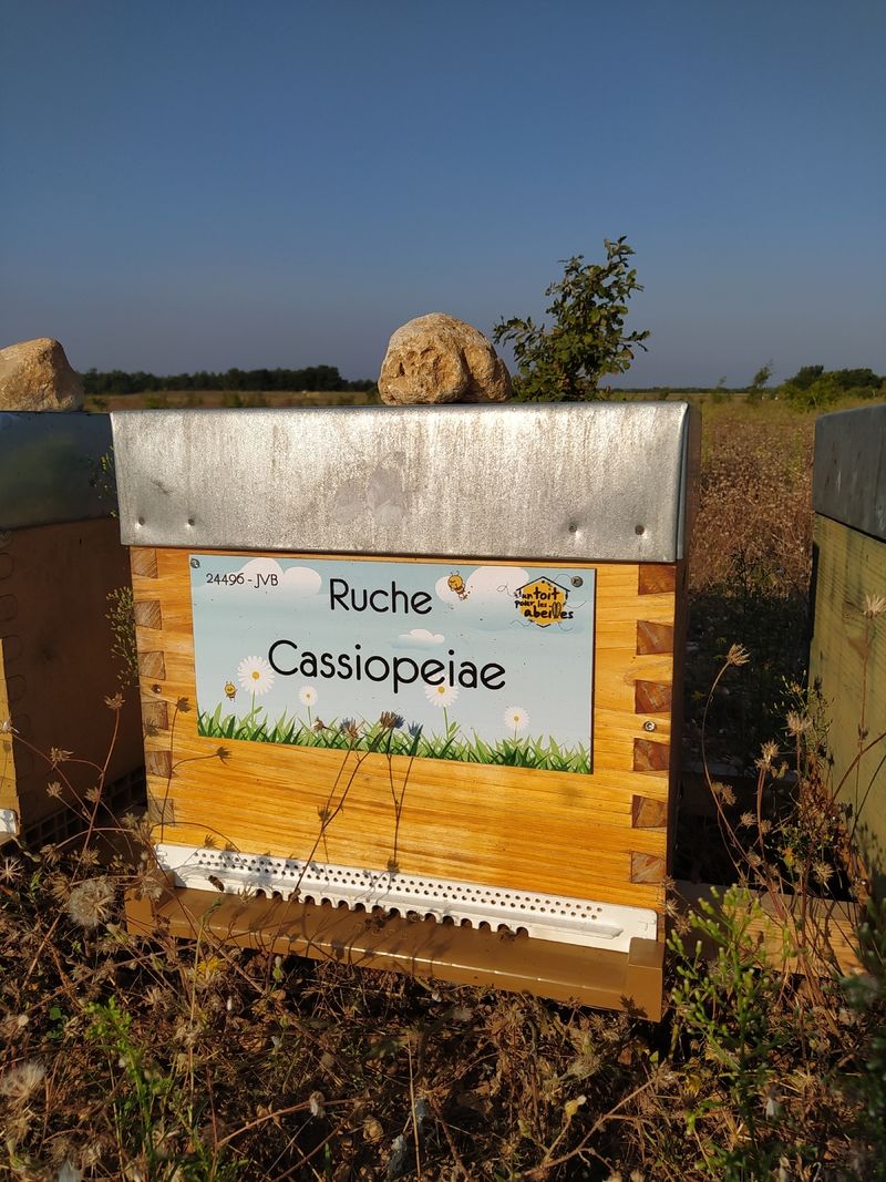 La ruche Cassiopeiae