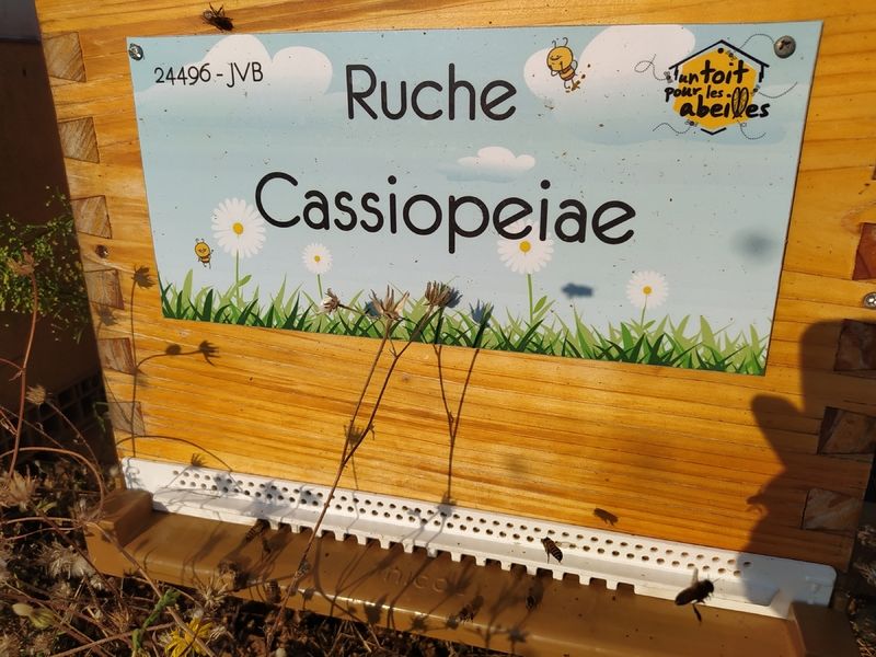 La ruche Cassiopeiae