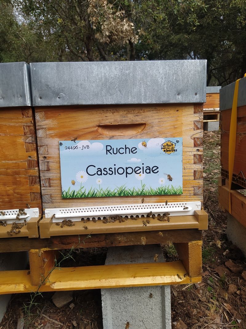 La ruche Cassiopeiae