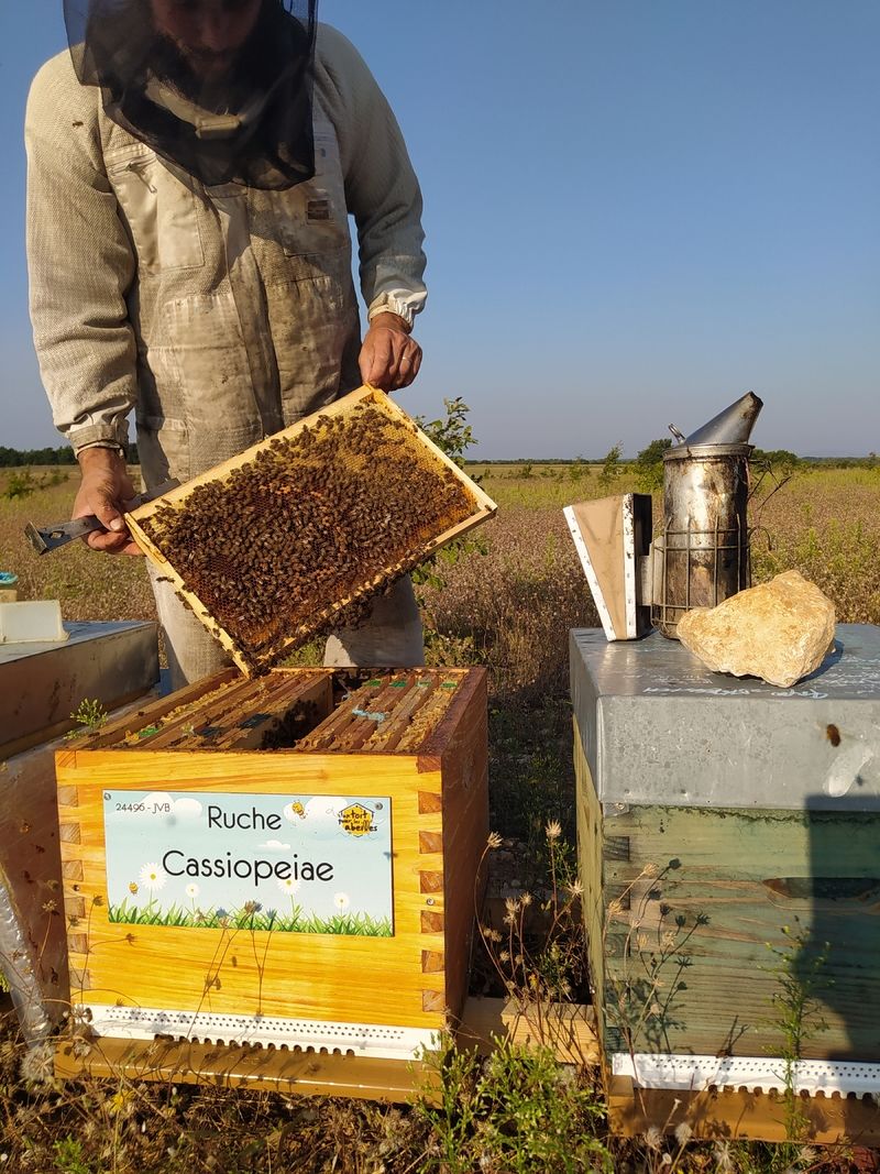 La ruche Cassiopeiae