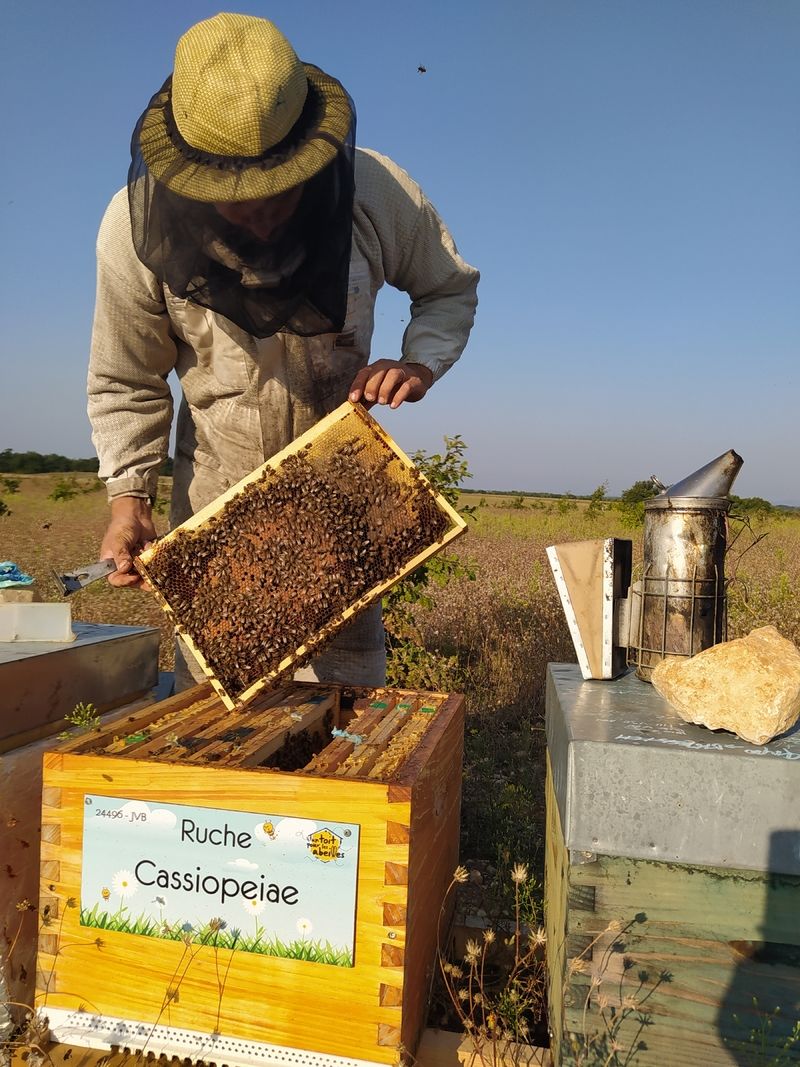 La ruche Cassiopeiae