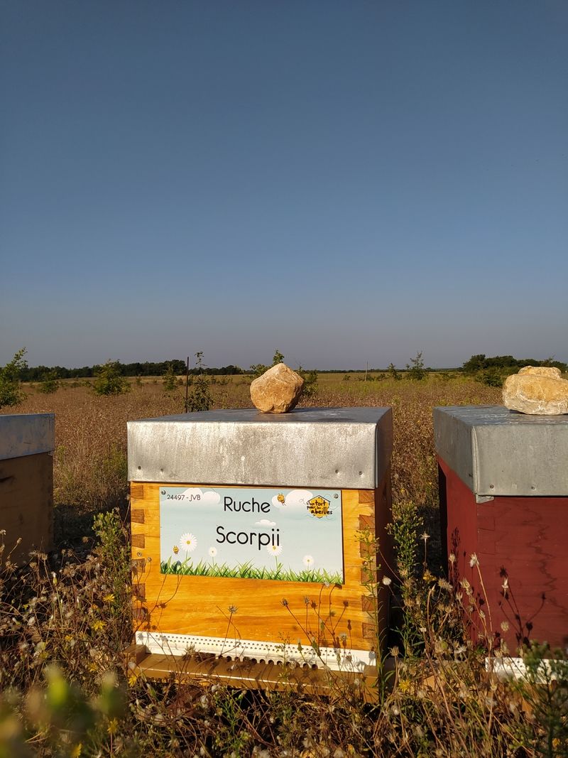 La ruche Scorpii