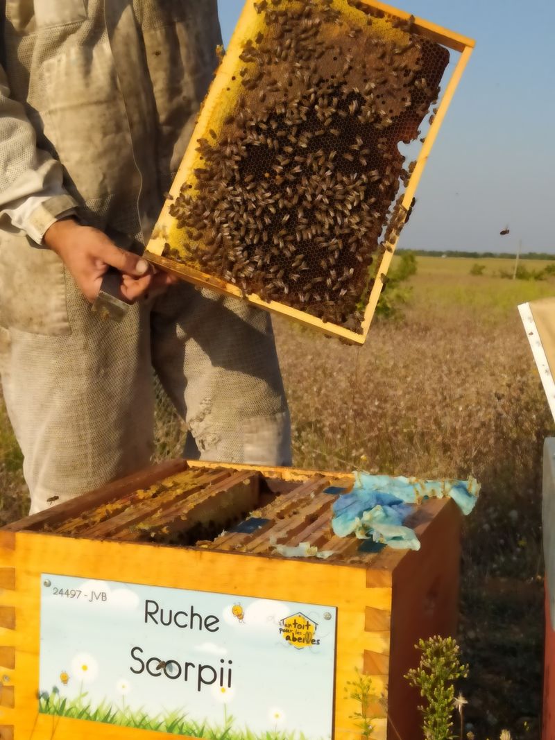 La ruche Scorpii
