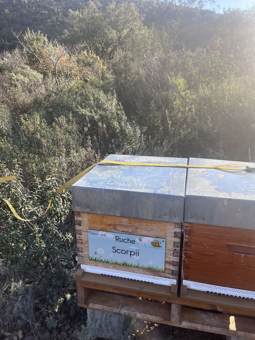 La ruche Scorpii