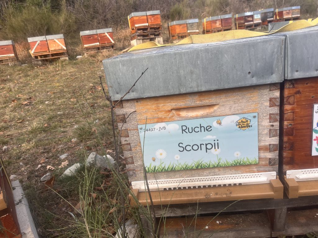 La ruche Scorpii