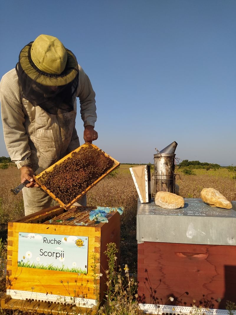 La ruche Scorpii