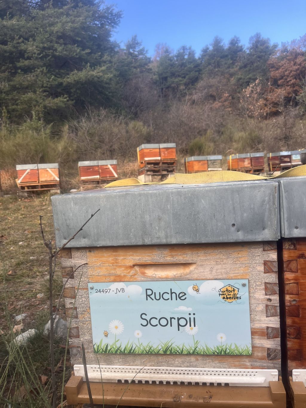 La ruche Scorpii