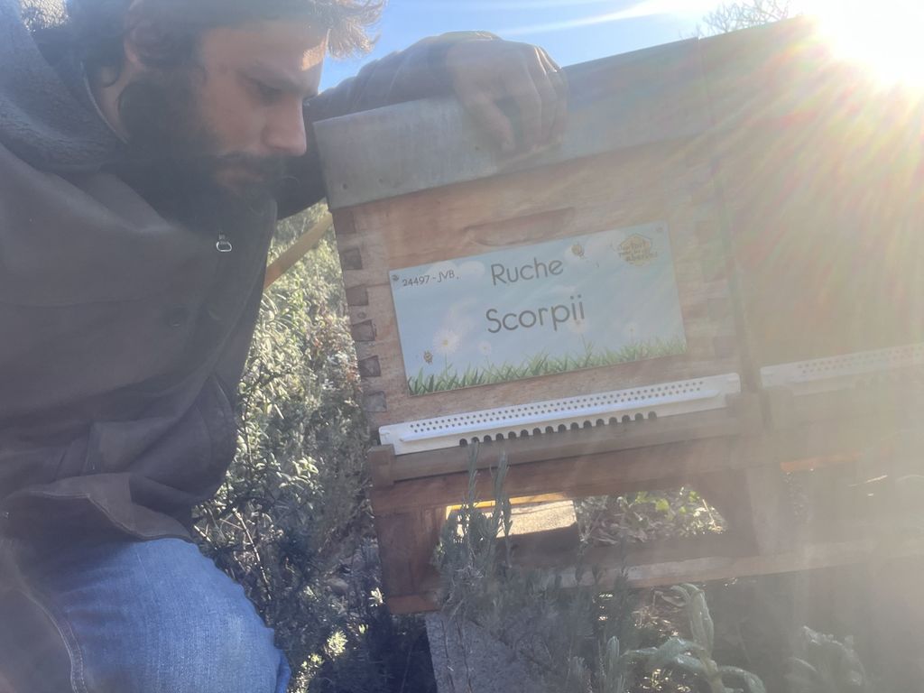 La ruche Scorpii