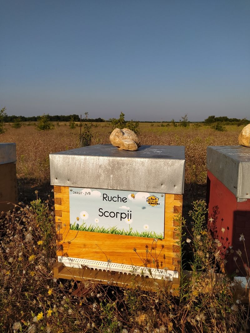 La ruche Scorpii