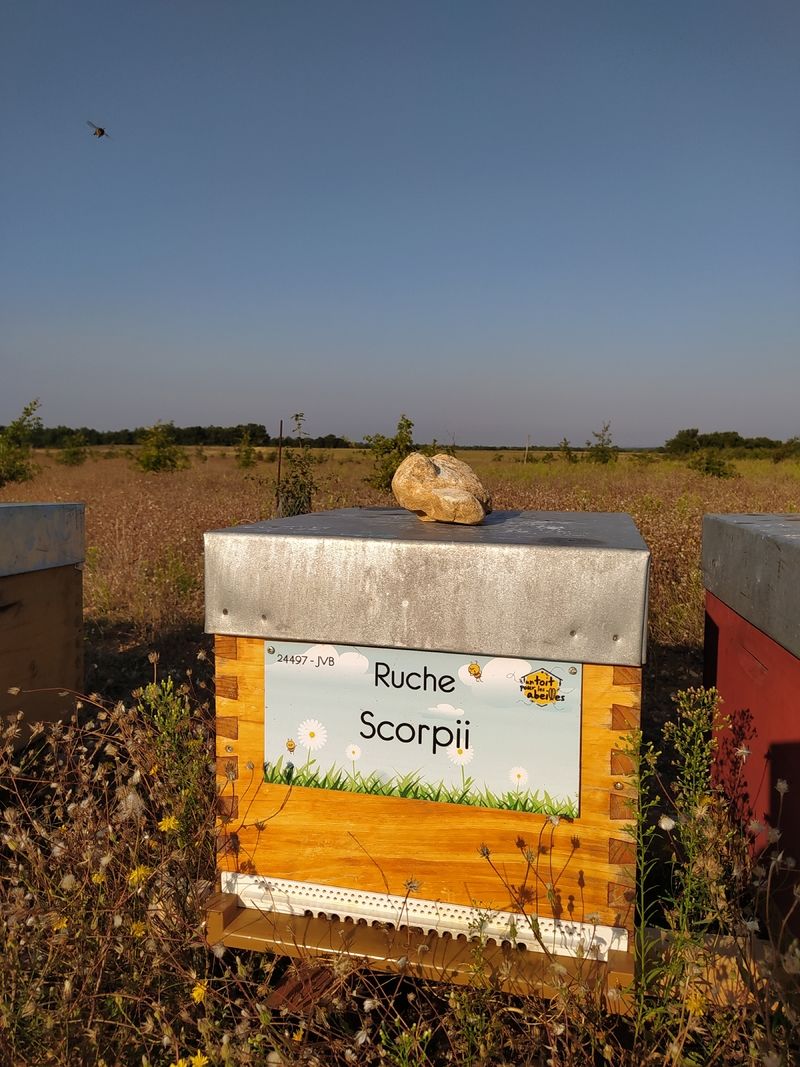 La ruche Scorpii