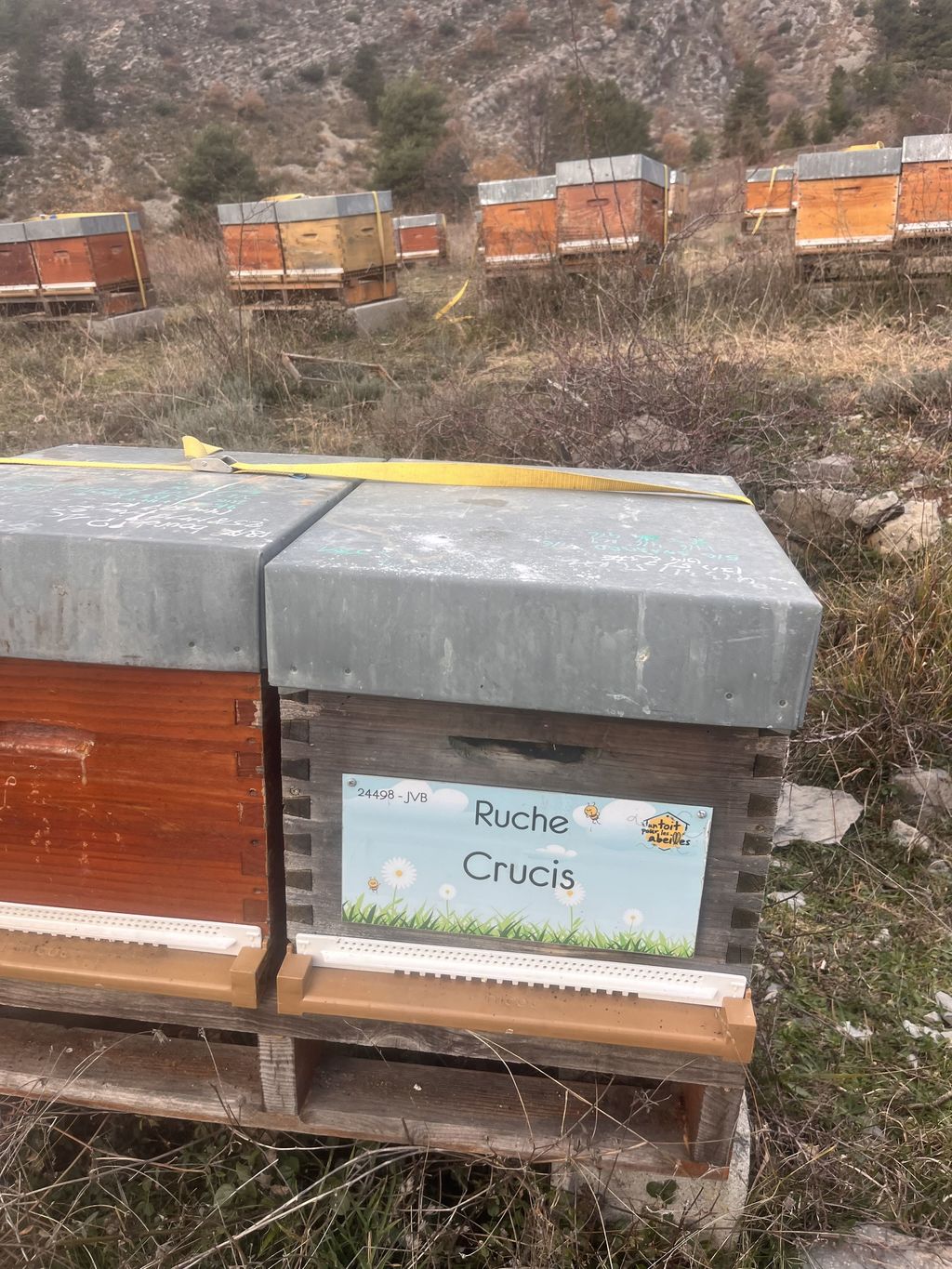 La ruche Crucis