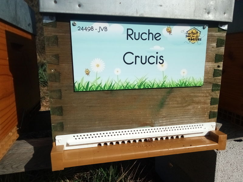 La ruche Crucis