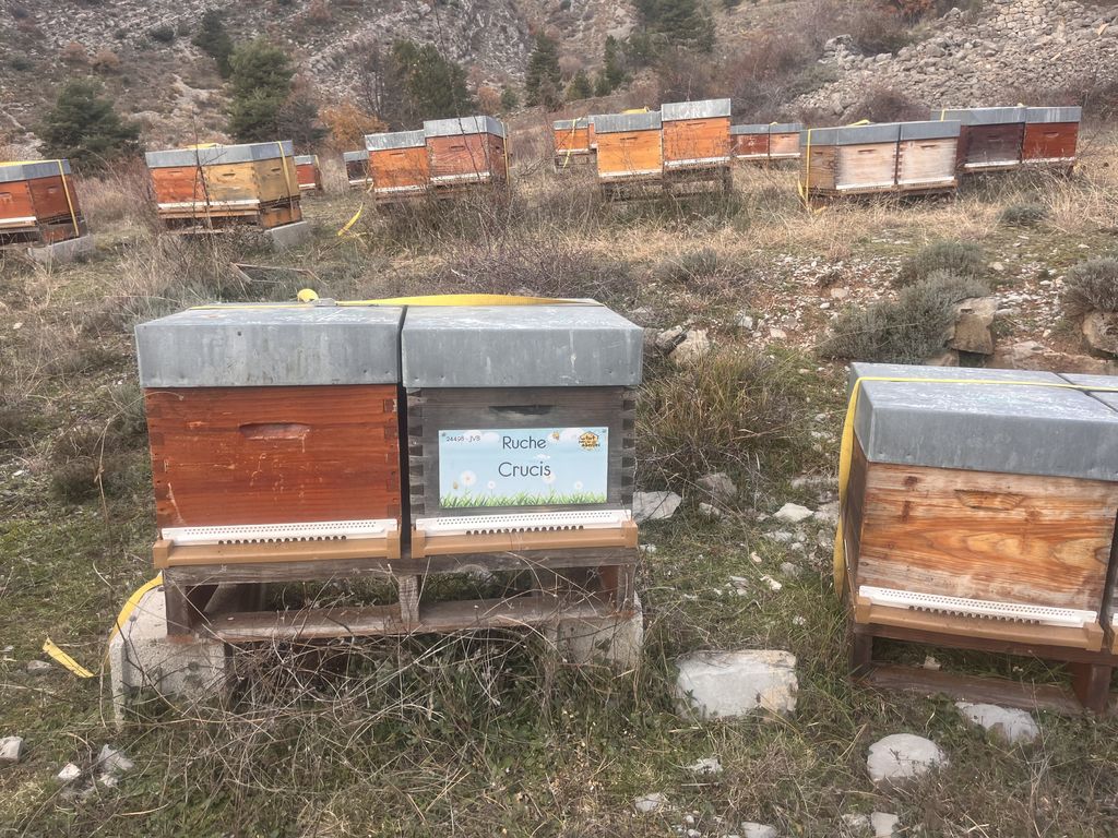 La ruche Crucis