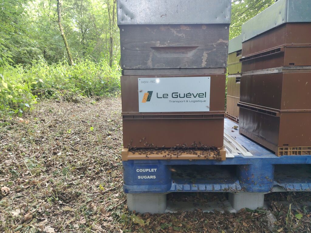 La ruche Astre - Le Guevel