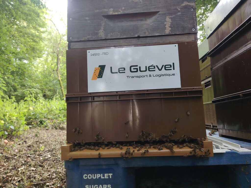 La ruche Astre - Le Guevel