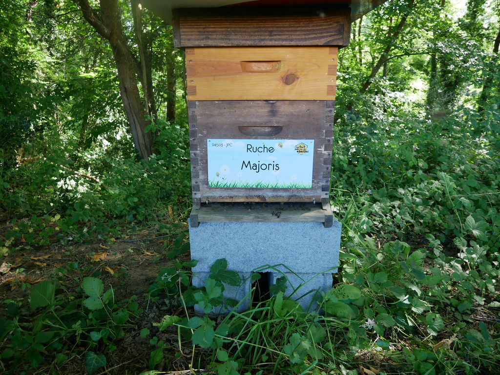 La ruche Majoris
