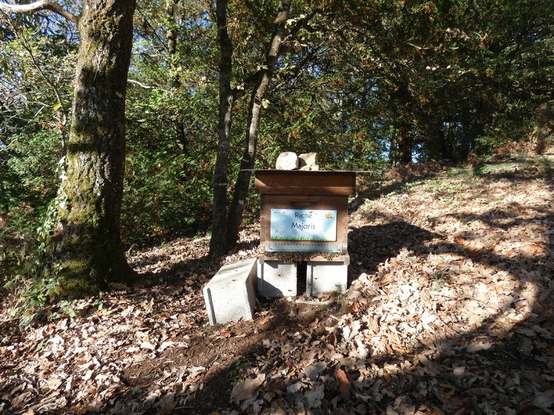 La ruche Majoris